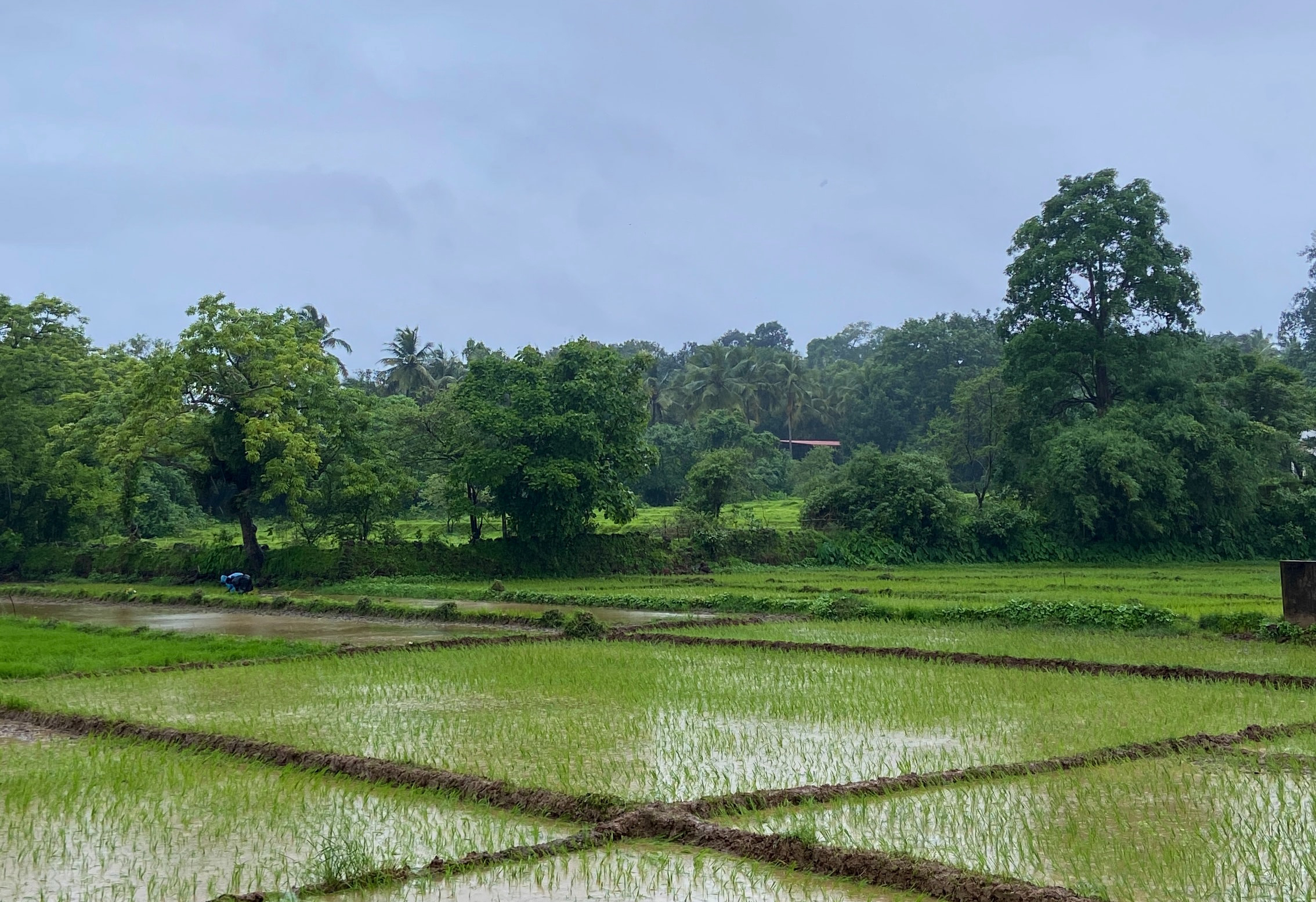 Goa Trees